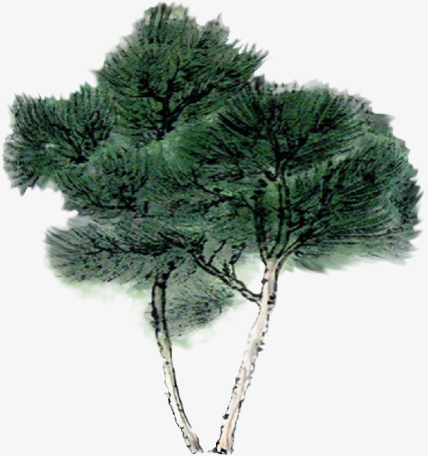 一株清明节青松免抠