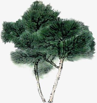 一株清明节青松免抠