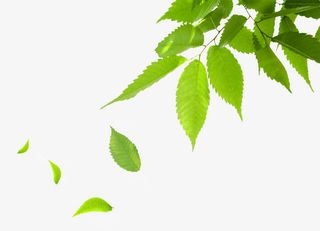 手绘春天漂浮落叶免抠