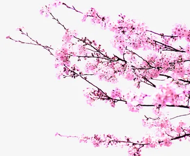 春天粉色树枝桃花装饰免抠