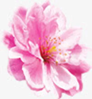 春天粉嫩花朵装饰免抠