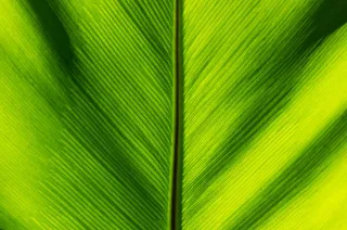 细细的叶脉免抠背景底纹元素