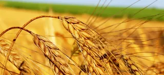 金黄麦子bnaner高清