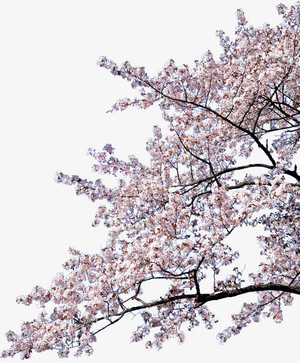 梅花美丽家园图片免抠