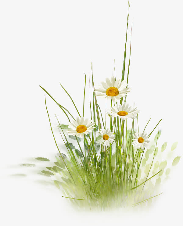 菊花草丛花朵春天免抠