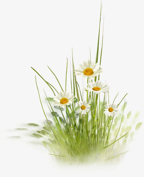 菊花草丛花朵春天免抠