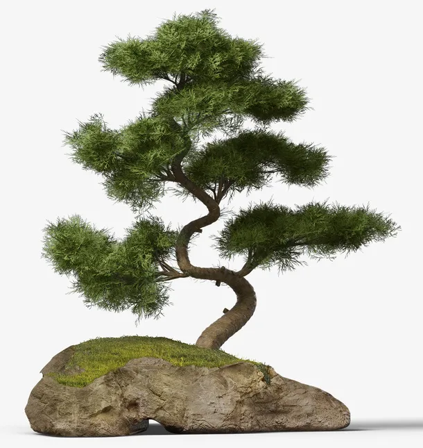 石头和松树盆栽免抠背景摄影风景元素