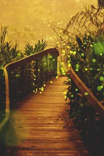 萤火虫林间小路海报背景