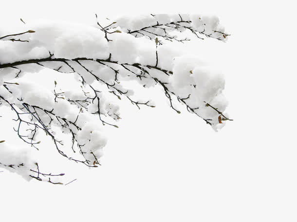 雪中白色树枝免抠