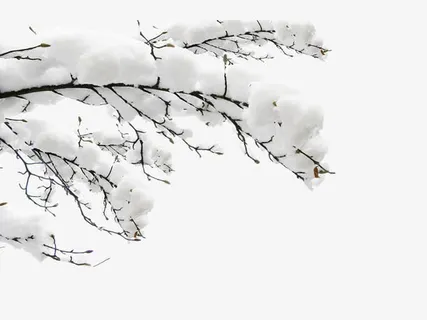 雪中白色树枝免抠 雪中白色树枝免抠