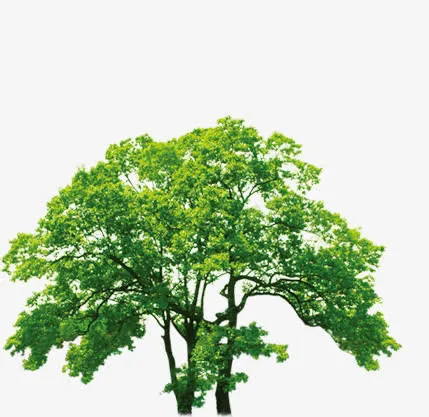 景观清新春季大树免抠