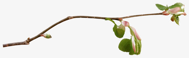 一枝桃花树枝免抠