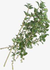 树枝树叶绿色植物矢量免抠图片免抠
