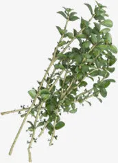 树枝树叶绿色植物矢量免抠图片免抠
