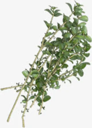 树枝树叶绿色植物矢量免抠图片免抠