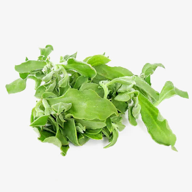 美味冰草免抠