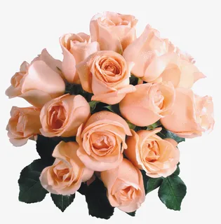 花草画矢量花草素材免抠