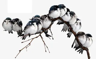 树枝上的小鸟免抠