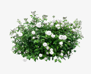 花丛素材免抠