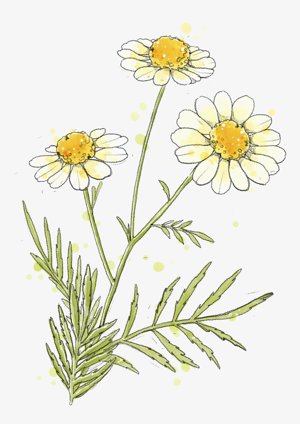 手绘唯美小雏菊免抠