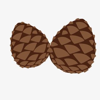 矢量树木种子免抠