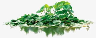 绿色的荷叶池免抠