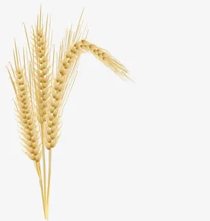 黄色成熟饱满右边低头的麦穗麦秆免抠