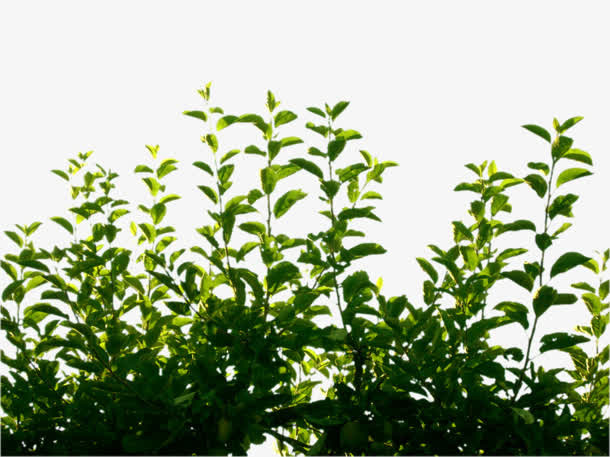 春天树枝丛绿免抠