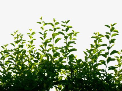 春天树枝丛绿免抠