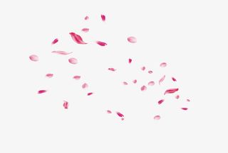 桃花花瓣    节日   鲜花免抠