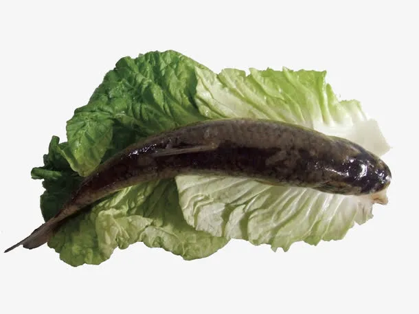 生菜包草鱼免抠