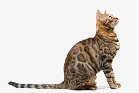 仰望的猫免抠