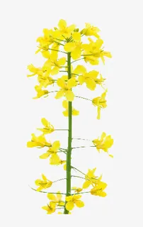 一支油菜花免抠