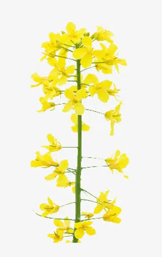 一支油菜花免抠
