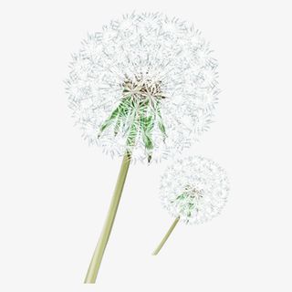 漂亮的卡通蒲公英免抠