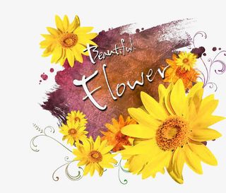 黄色的小菊花免抠