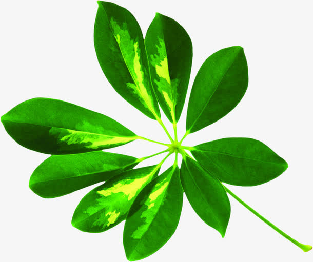 绿色清新光效树叶免抠
