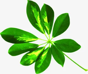 绿色清新光效树叶免抠