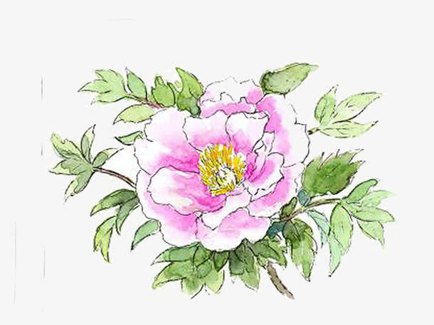 水粉手绘芙蓉花免抠