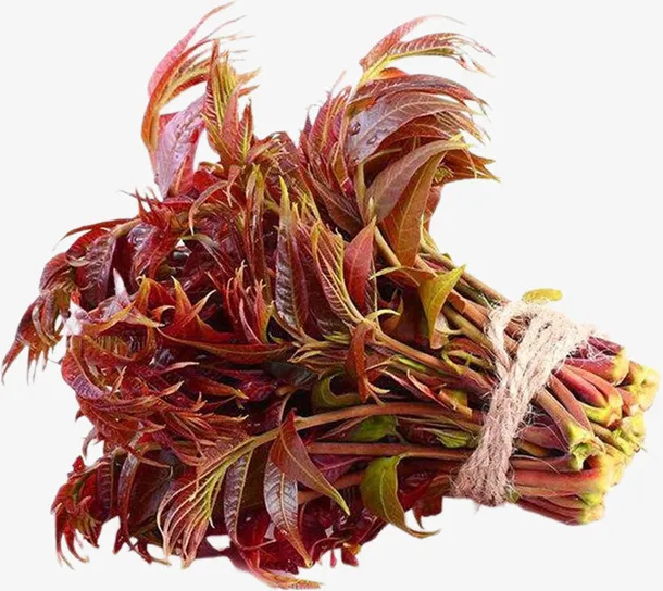 一把新鲜的香椿免抠动植物植物元素