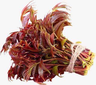 一把新鲜的香椿免抠动植物植物元素