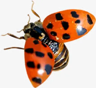 春天飞翔红色昆虫免抠装饰动物元素