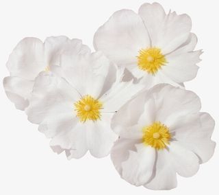 鲜花花卉花朵图片免抠