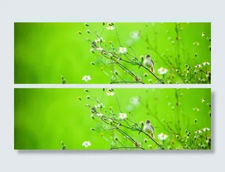 摄影树木与小鸟背景高清