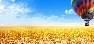 蓝天下的麦田背景高清