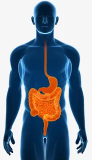 人体循环系统免抠