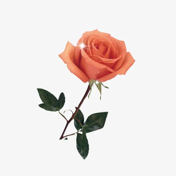 玫瑰免抠