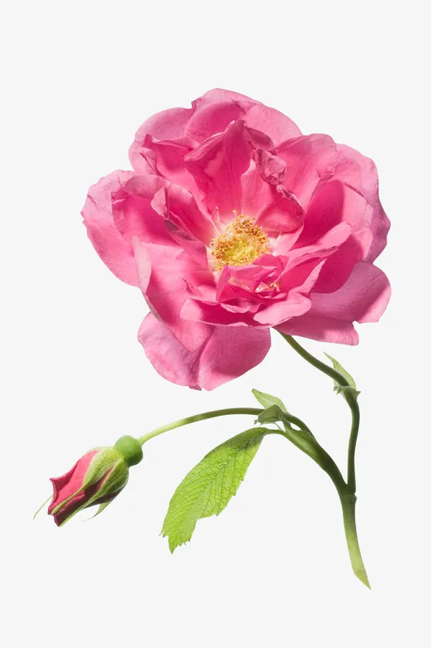 节日氛围情人节玫瑰花免抠