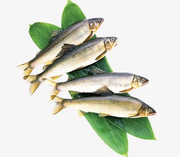 绿色树叶上的小鱼免抠