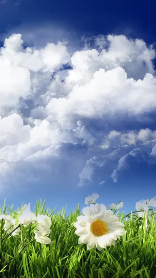 自然花朵景色H5背景高清